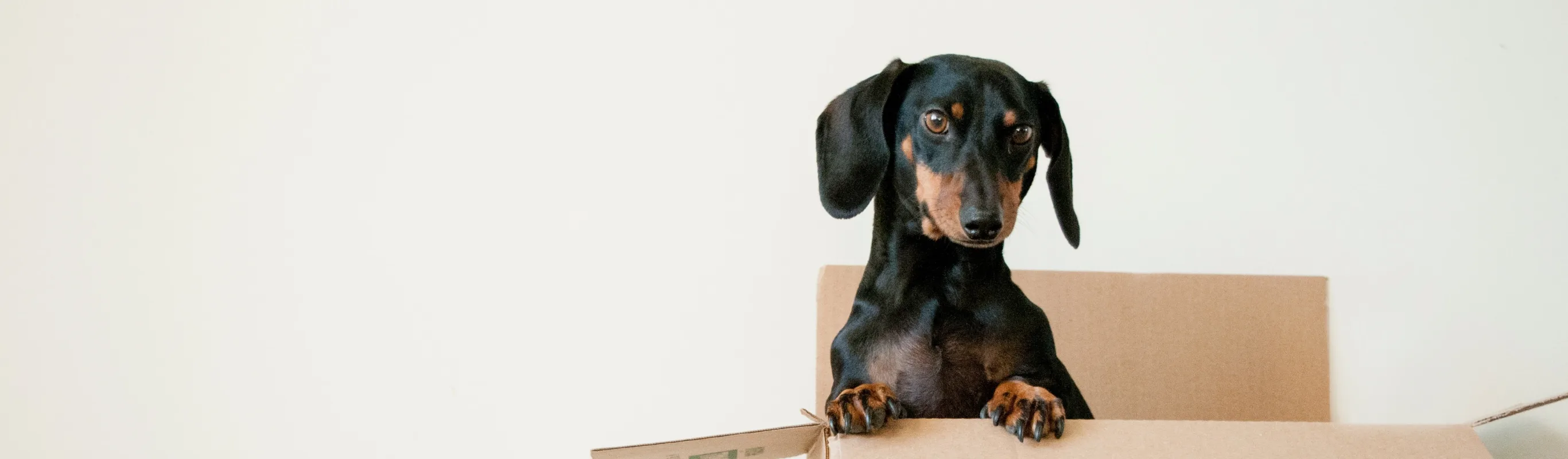 small black dog inside a box